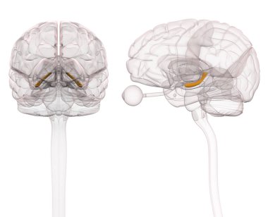 Hippocampus Brain Anatomy - 3d illustration clipart