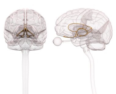Limbic System Brain Anatomy - 3d illustration clipart