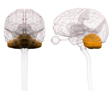 Cerebellum Brain Anatomy - 3d illustration clipart