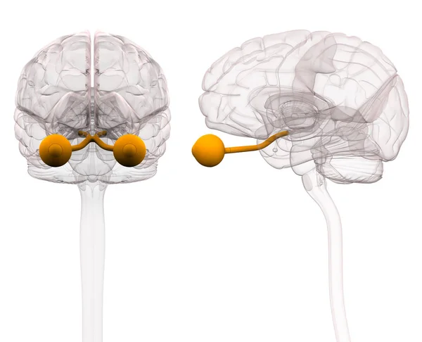 Anatomía del cerebro del nervio óptico - ilustración 3d —  Fotos de Stock