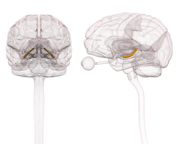 Anatomía cerebral hipocampo - Ilustración 3d —  Fotos de Stock