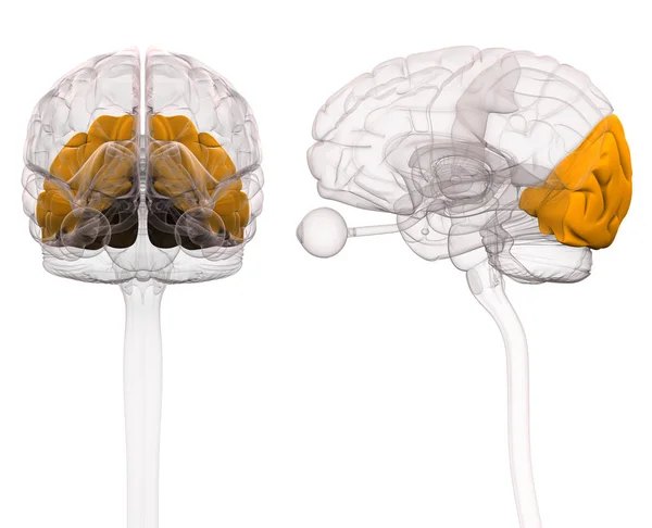 Anatomía cerebral occipital - Ilustración 3D —  Fotos de Stock