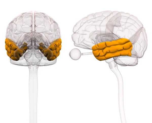 Anatomia del cervello del lobo temporale - illustrazione 3d — Foto Stock