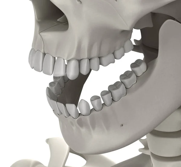 Мужская анатомия черепа зубов, изолированная на белом - 3D иллюстрация — стоковое фото