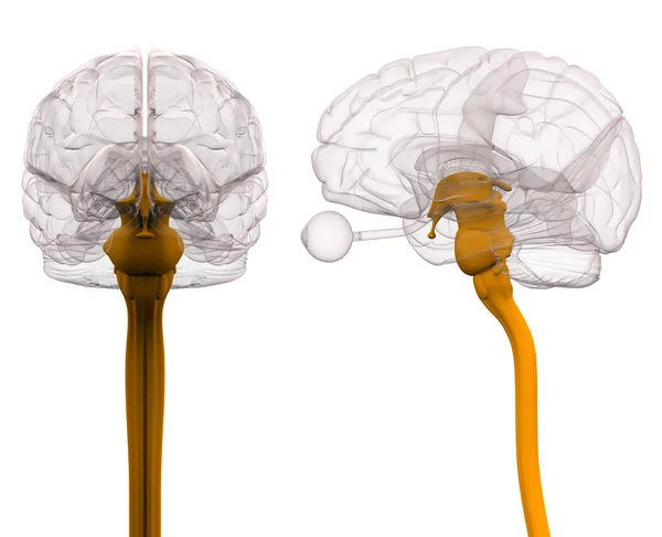 Gerincvelő agy anatómiája - 3D-s illusztráció — Stock Fotó