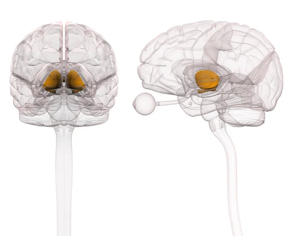 Анатомия мозга таламуса — стоковое фото