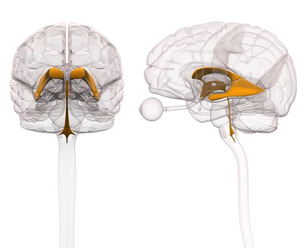 Желудочки анатомии мозга — стоковое фото
