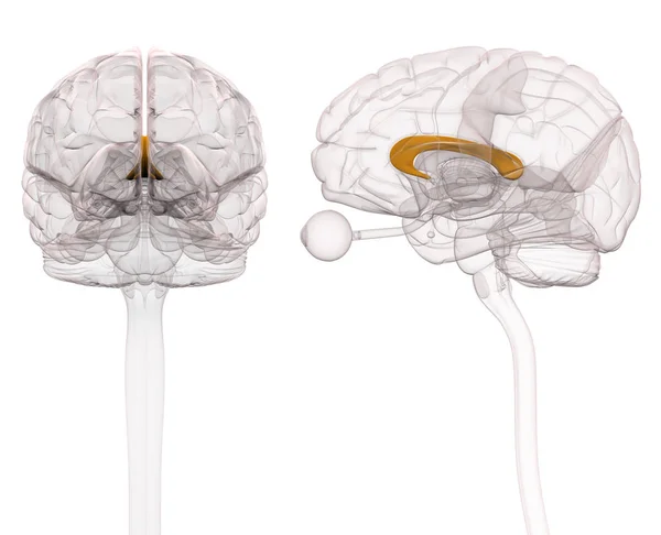 Corpus Callosum Brain Anatomy - трехмерная иллюстрация Лицензионные Стоковые Изображения