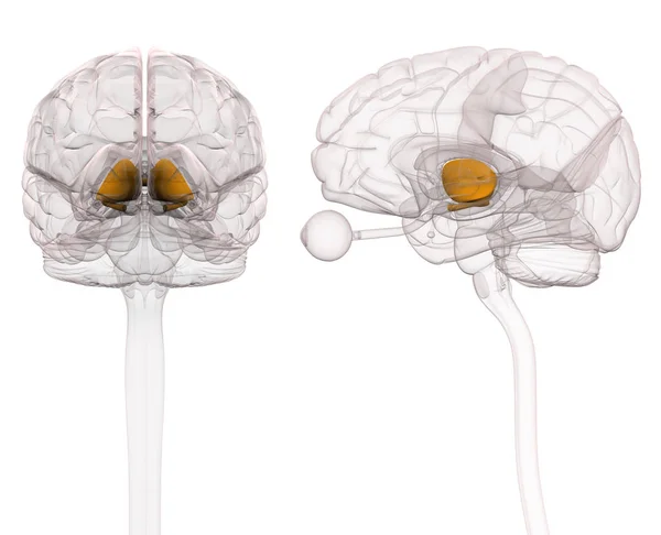 Anatomie des Thalamus-Gehirns lizenzfreie Stockfotos