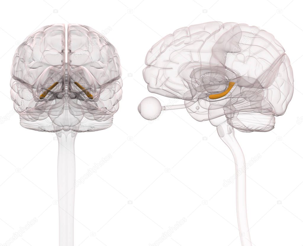 Hippocampus Brain Anatomy - 3d illustration
