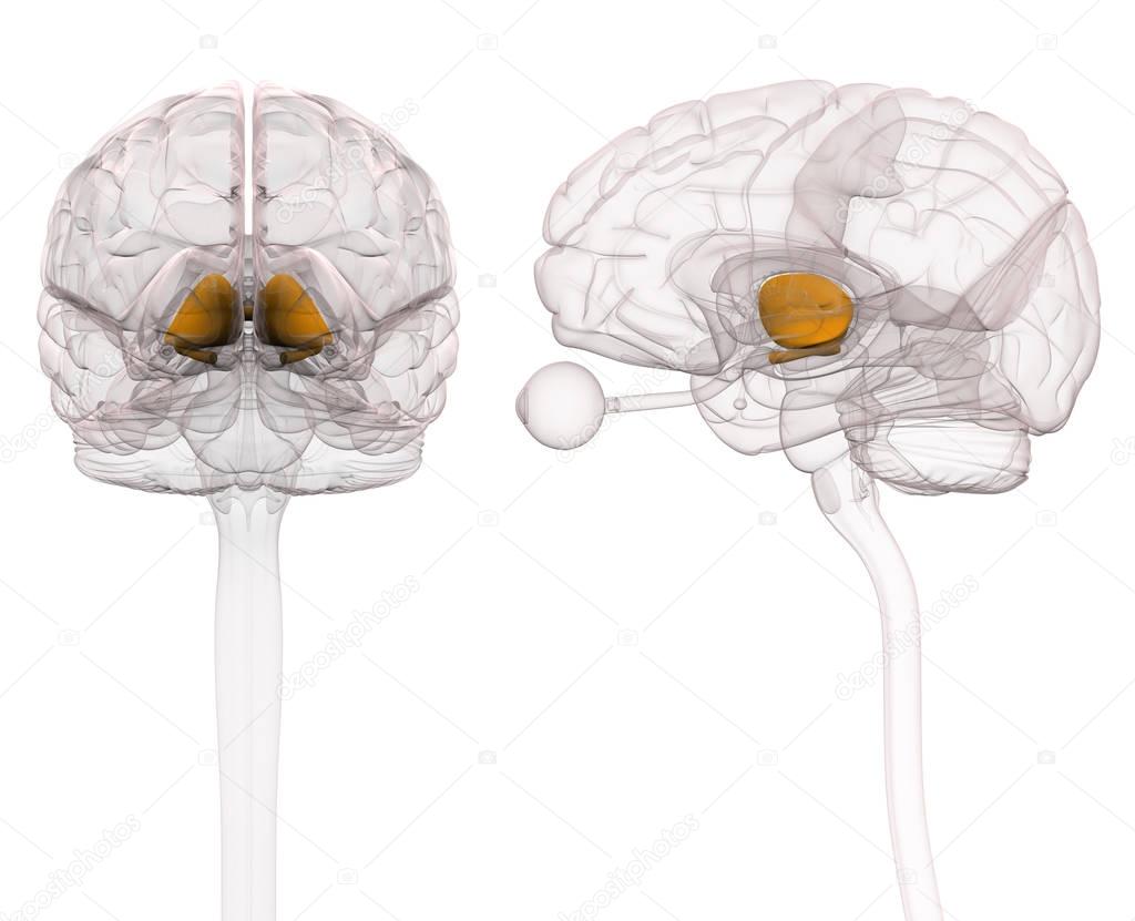 Thalamus Brain Anatomy