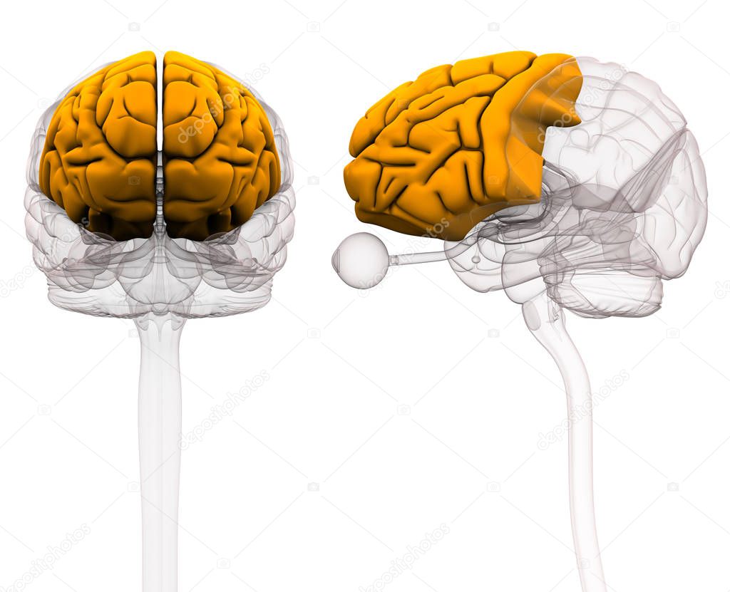 Frontal Lobe Brain Anatomy - 3d illustration