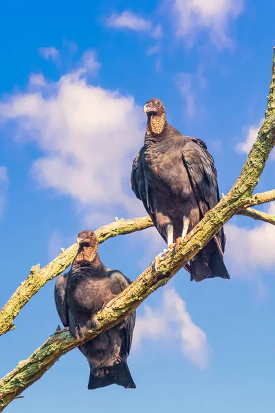 Un par de buitres negros americanos en Bombay Hook National Wi — Foto de Stock