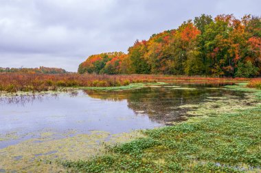 Finis havuz sonbahar yeşillik manzarası. Bombay Kancası Nwr.Delaware.