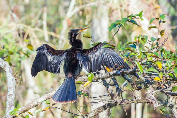 Anhinga Macho Secando Sus Plumas Calentando Cuerpo Gran Reserva Nacional — Foto de Stock