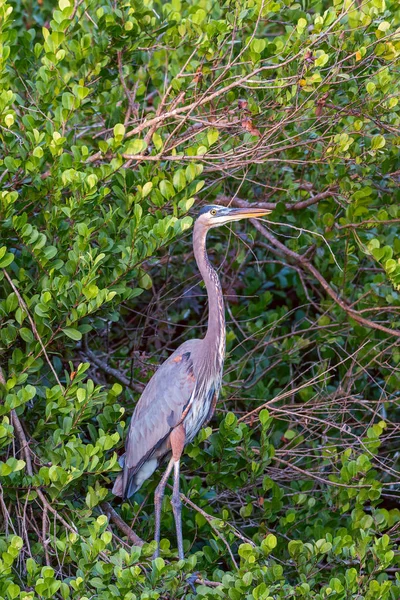 ビッグサイプレス国立保護区の枝に腰掛けているグレートブルーヘロン Ardea Herodias フロリダだ アメリカ — ストック写真