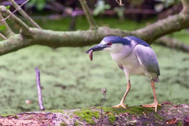 Siyah taçlı balıkçıl (Nycticorax nycticorax). Blackwater Ulusal Vahşi Yaşam Sığınağı. Maryland. Usa