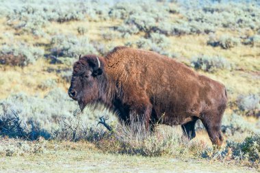 Lamar Vadisi 'ndeki Amerikan Bizonu' nun (Bizon Bizonu) yakın portresi. Yellowstone Ulusal Parkı. Wyoming 'de. Usa
