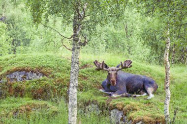 Boğa geyiği (Alces alces) çimlerin üzerinde bir ormanda yatıyor. Yeni boynuzları büyüyor ve yumuşak kadife kürkle kaplanıyor.