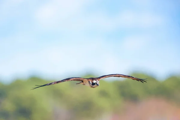 Osprey Pandion Haliaetus Sobrevolando Refugio Nacional Vida Silvestre Blackwater Condado — Foto de Stock