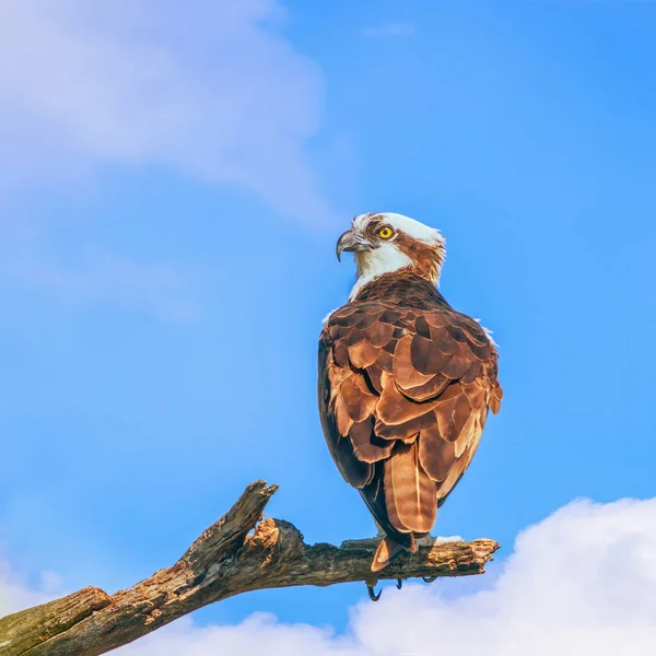 Osprey Pandion Haliaetus Posado Una Sucursal Camping Flamingo Parque Nacional — Foto de Stock