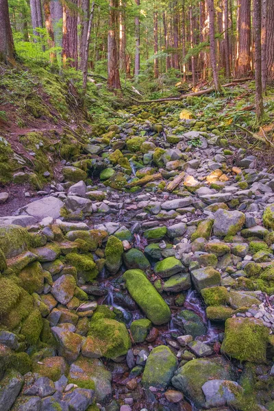 奥运国家公园的和缓温带雨林中的石河 华盛顿Washington — 图库照片