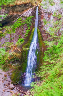 Sonbaharda Crescent Gölü yakınlarında bulunan Marymere Falls manzarası. Olympic Ulusal Parkı. - Washington. ABD