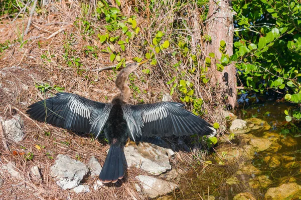 Самка Анхинга Anhinga Anhinga Сушит Крылья Национальном Заповеднике Большой Кипр — стоковое фото