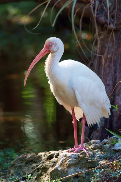 Американский Белый Ибис Eudocimus Albus Охотится Заповеднике Big Cypress National — стоковое фото