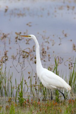 Çiftleşme mevsiminde Büyük Akbalıkçıl (Ardea alba). Ottawa Ulusal Vahşi Yaşam Sığınağı. Port Clinton 'da. Ohio mu? ABD 