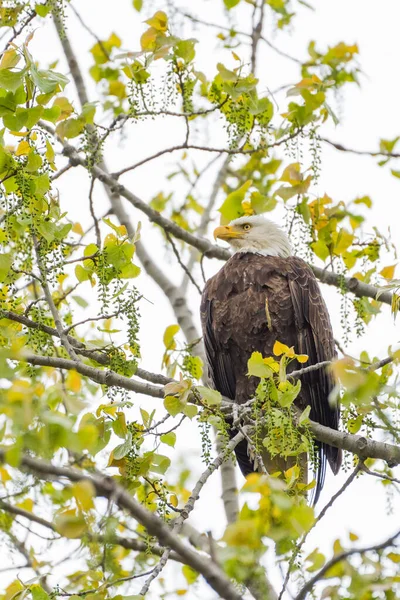 Águila Calva Haliaeetus Leucocephalus Sentada Una Rama Árbol Oak Harbor — Foto de Stock