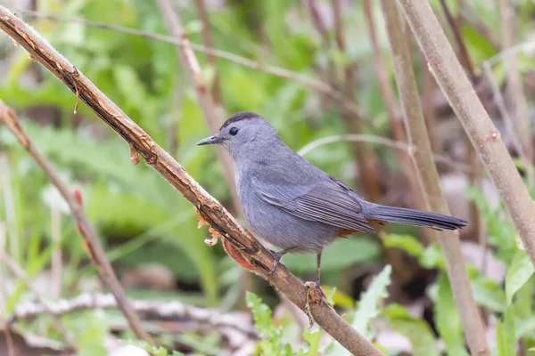 Graue Katze Dumetella Carolinensis Auf Einem Ast Oak Harbor Magee — Stockfoto