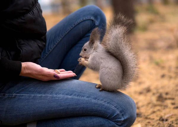 Brave squirrel is eatting nuts on human knees in urban park in autumn. Selective focus.