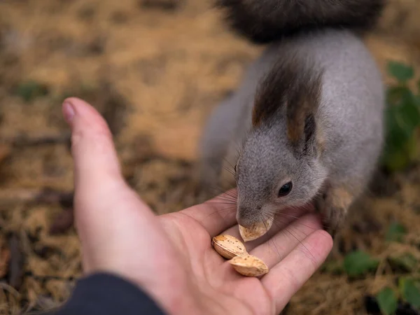 Tame squirrel is eatting out nuts of human hand in urban park in autumn, close up, selective focus. — Stock Photo, Image