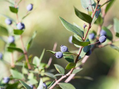 Mavi dutlu Sprigs of Myrtle, yakın çekim, seçilmiş odak.