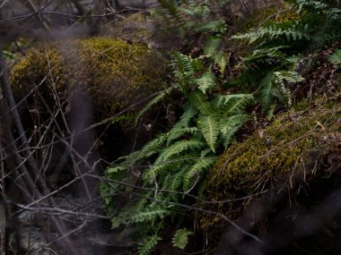 İlkbaharda ormanda yeşil bir yosun arasında sıradan eğreltiotu yaprakları, Pteridium aguillinum, seçici odak noktası.