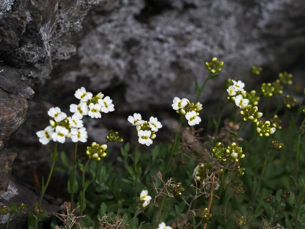 Dzikie małe kwiaty w lesie wiosną. Roślina Draba w rozkwicie, bliska, wybiórcza ostrość. — Zdjęcie stockowe