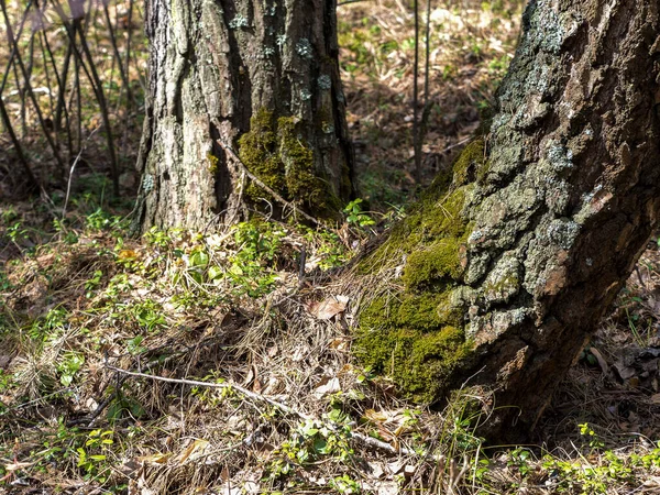 Musgo verde e líquen cinzento no tronco da casca de um vidoeiro. Dois pés das árvores na floresta na primavera, foco seletivo — Fotografia de Stock