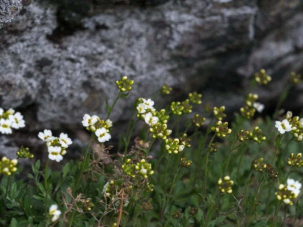RoÅ liny Draba w rozkwicie z biaÅ ymi kwiatami w lesie, zbliÅ ¼ enie, selektywne ostroÅ Ä. — Zdjęcie stockowe