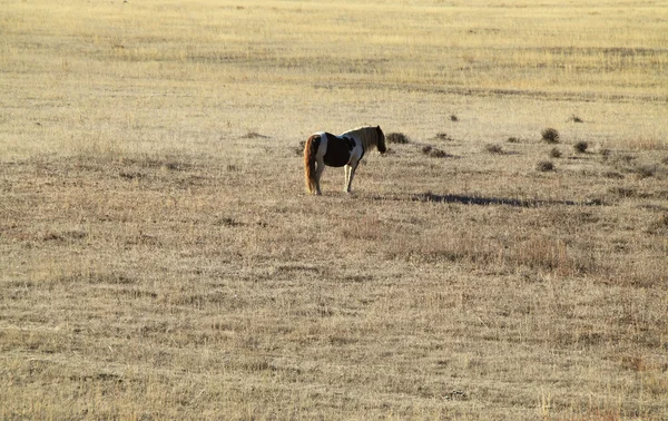 Bozkır içinde yalnız at — Stok fotoğraf