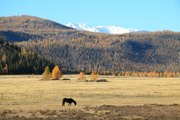 Cavalo preto solitário em um pasto em montanhas — Fotografia de Stock