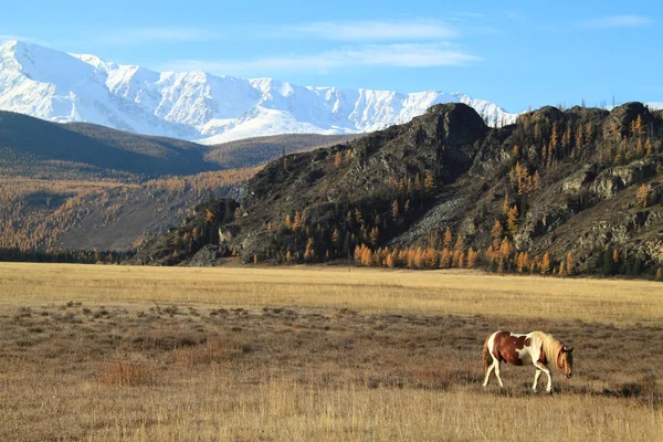 Samotny koni na pastwiskach, w górach — Zdjęcie stockowe