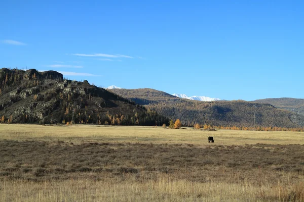Cavalo preto solitário em um pasto em montanhas — Fotografia de Stock