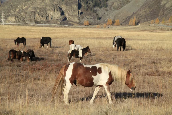 Paarden op een weiland — Stockfoto