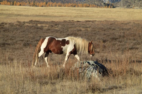 Eenzame paard op een weiland — Stockfoto