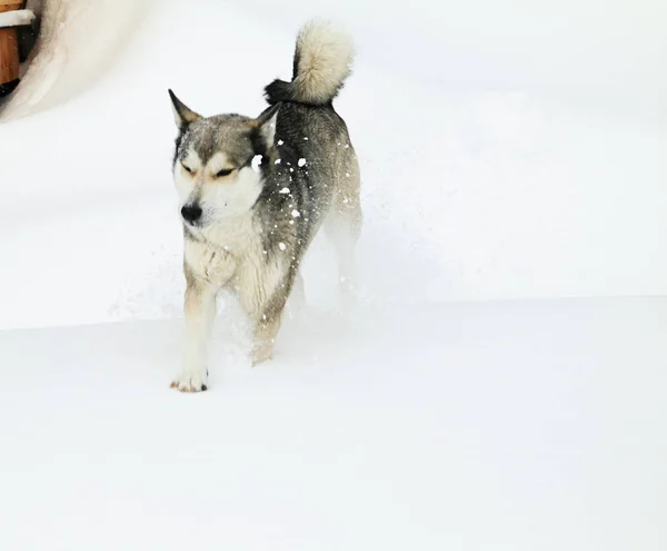 Сибирская собака бежит по снегу — стоковое фото