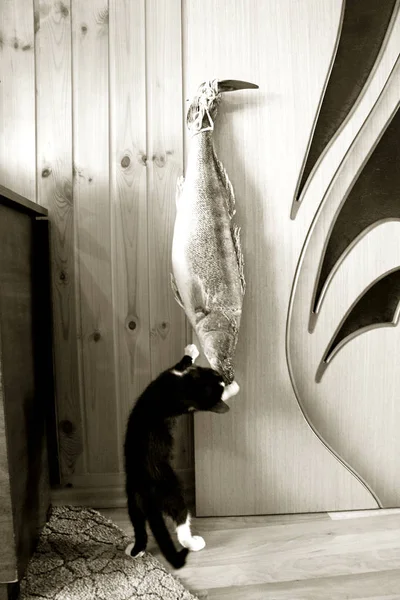 Black kitten catching huge fish — Stock Photo, Image