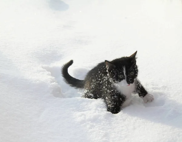 Chaton noir sur une neige blanche — Photo