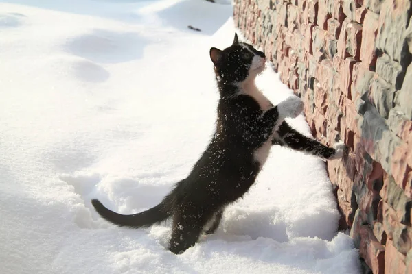 Gatito negro sobre una nieve blanca — Foto de Stock