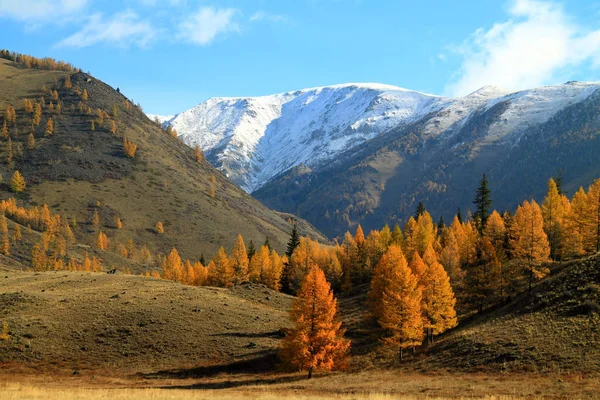 Larches amarelos em um contexto de montanhas — Fotografia de Stock